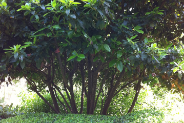 siegbert-van-reeth-boomkwekerij-plantas_IMG_1562